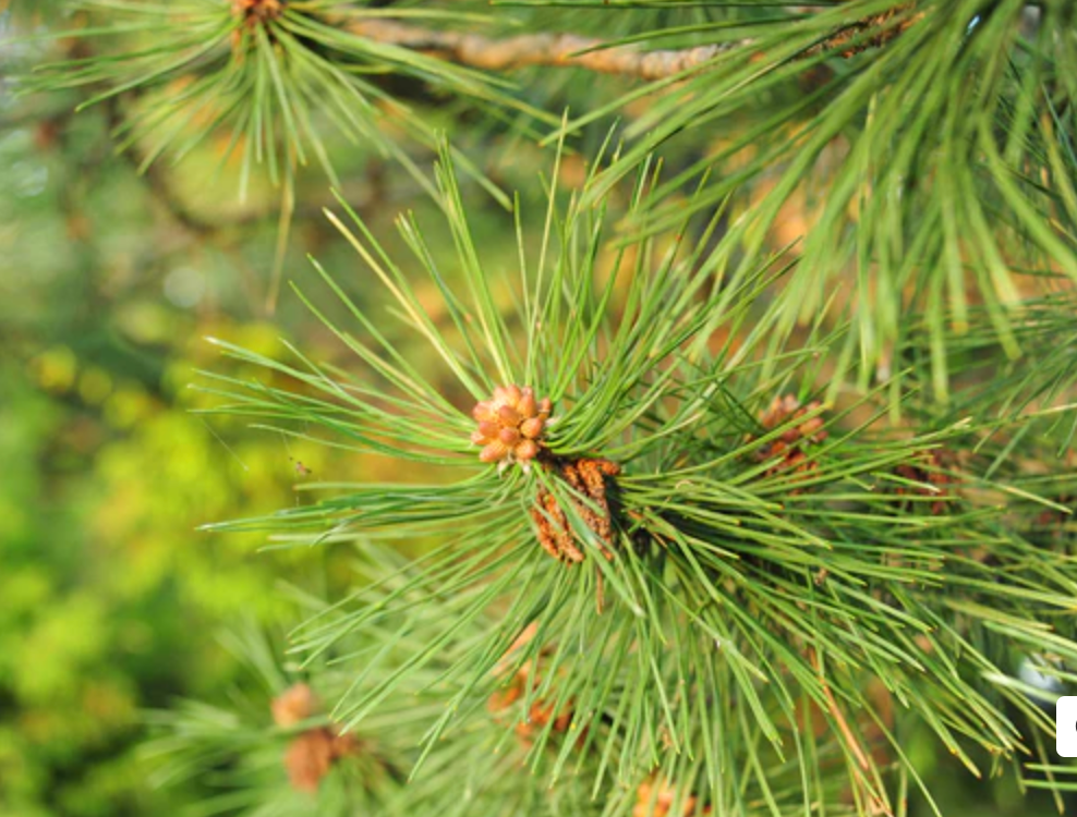 Pine Candles