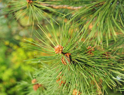 Pine Needles - Soy Tarts