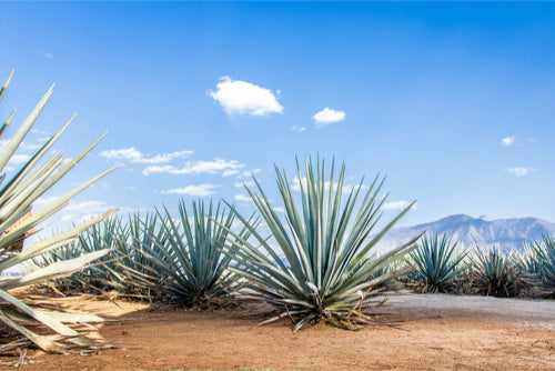 Agave plant in desert