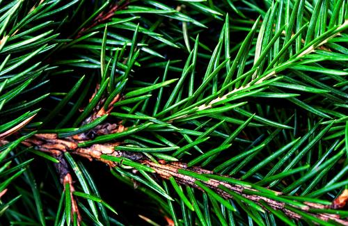 Balsam fir needles