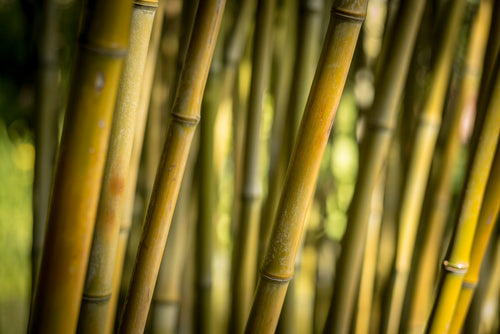 Bamboo Scented Candle