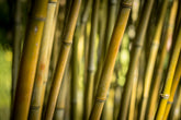 Bamboo sticks