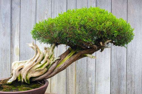 Bonsai Tree