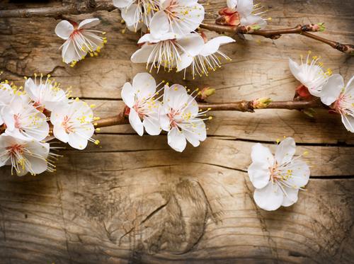 Cherry blossom flower