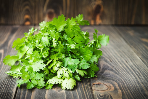 Cilantro bunch