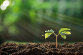 Earth dirt with plant growing