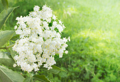 Elderflower flower