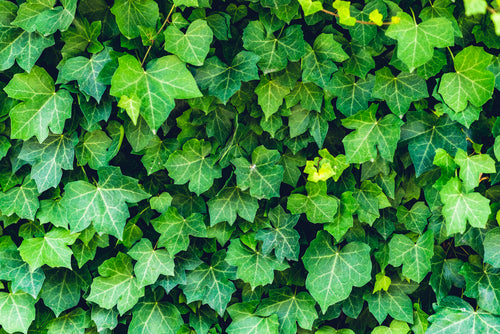 English Ivy Scented Candle