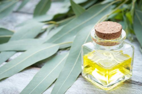 Eucalyptus leaves Soy Tarts