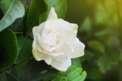 Gardenia flower