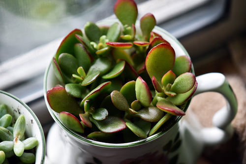 Potted Jade Plant