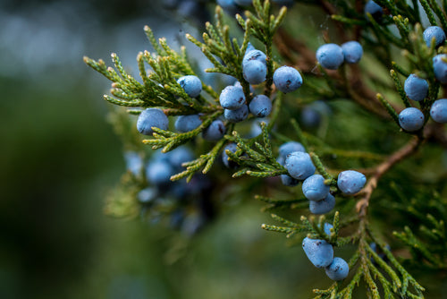 Juniper Scented Candle