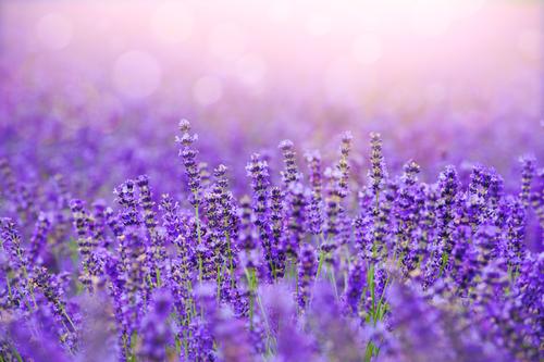 Field of lavender plants