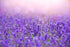 Field of lavender plants