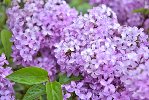 Lilac bush