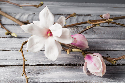 Magnolia flower on branch