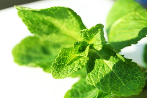 Mint leaves