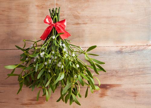 Mistletoe leaves