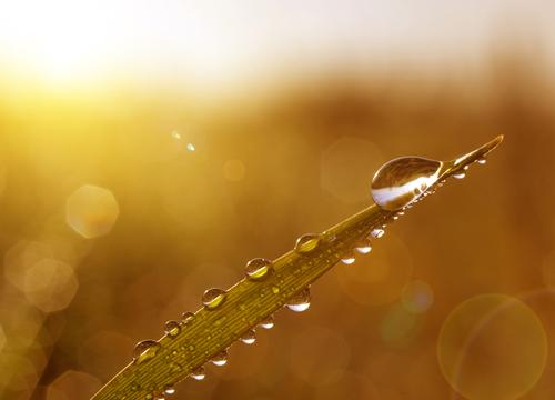 Dew drop on blade of grass