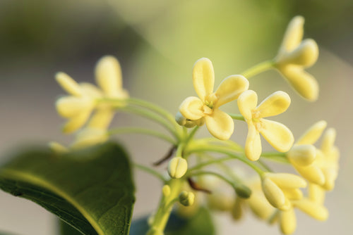 Olive blossom flower