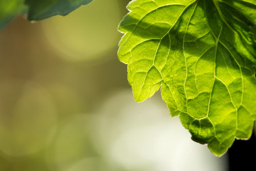 Patchouli leaf