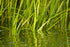 Sweet grass in water