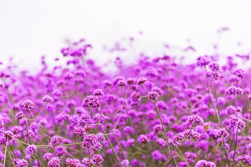 Verbena flowers