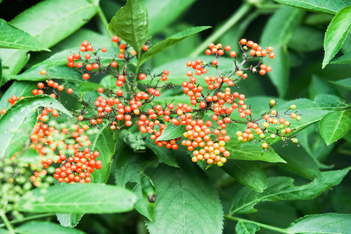 Wild Currant Scented Candle